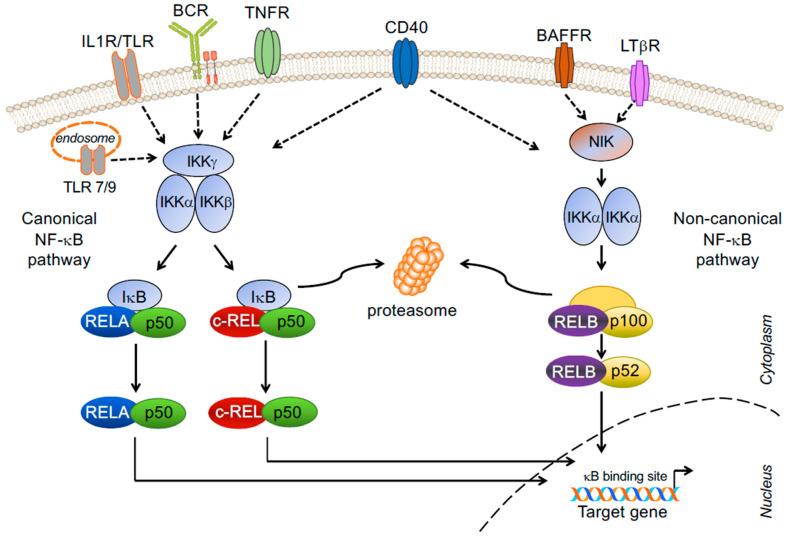 https://cdn.ncbi.nlm.nih.gov/pmc/blobs/4f05/9599362/ddee1644101c/biomedicines-10-02450-g001.jpg