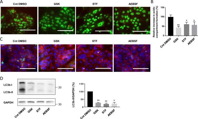https://cdn.ncbi.nlm.nih.gov/pmc/blobs/4f07/6733854/75cf6731baaf/41419_2019_1905_Fig6_HTML.jpg