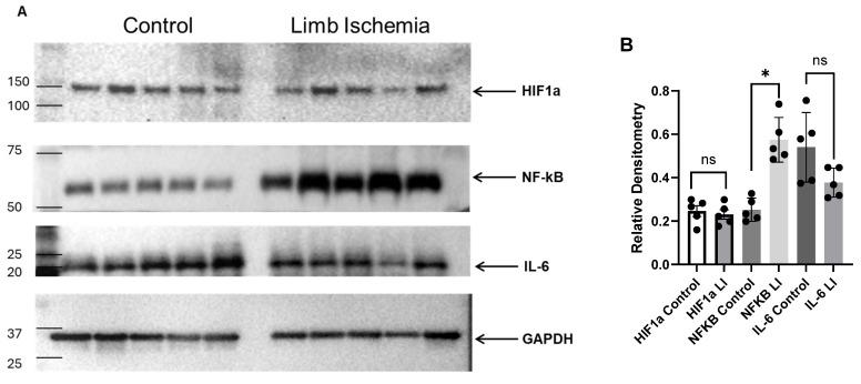 https://cdn.ncbi.nlm.nih.gov/pmc/blobs/4f09/11428748/3c0ee7544d68/biomedicines-12-02079-g004.jpg