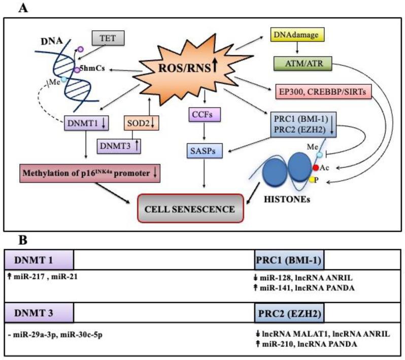 https://cdn.ncbi.nlm.nih.gov/pmc/blobs/4f11/8944605/711e75b1643a/antioxidants-11-00480-g004.jpg