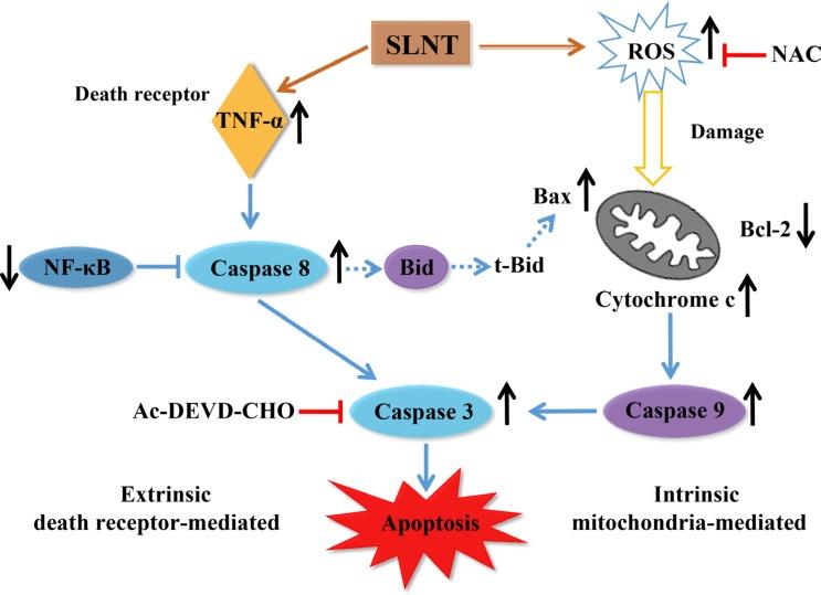 https://cdn.ncbi.nlm.nih.gov/pmc/blobs/4f13/5352182/02f0ace581eb/oncotarget-08-610-g010.jpg