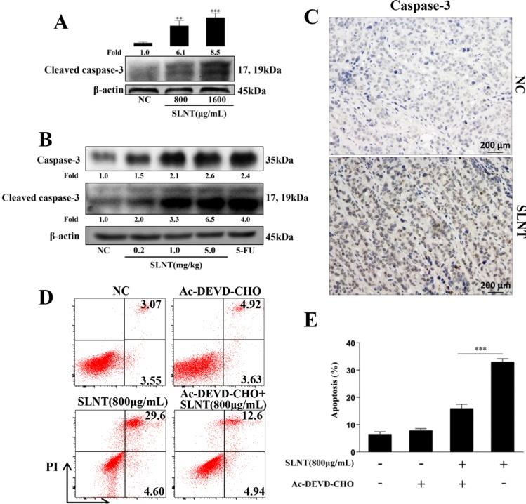 https://cdn.ncbi.nlm.nih.gov/pmc/blobs/4f13/5352182/0a95179ee624/oncotarget-08-610-g003.jpg