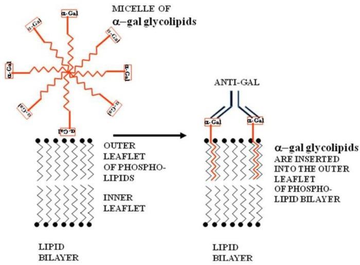 https://cdn.ncbi.nlm.nih.gov/pmc/blobs/4f16/3835104/48686130449c/cancers-02-00773-g002.jpg