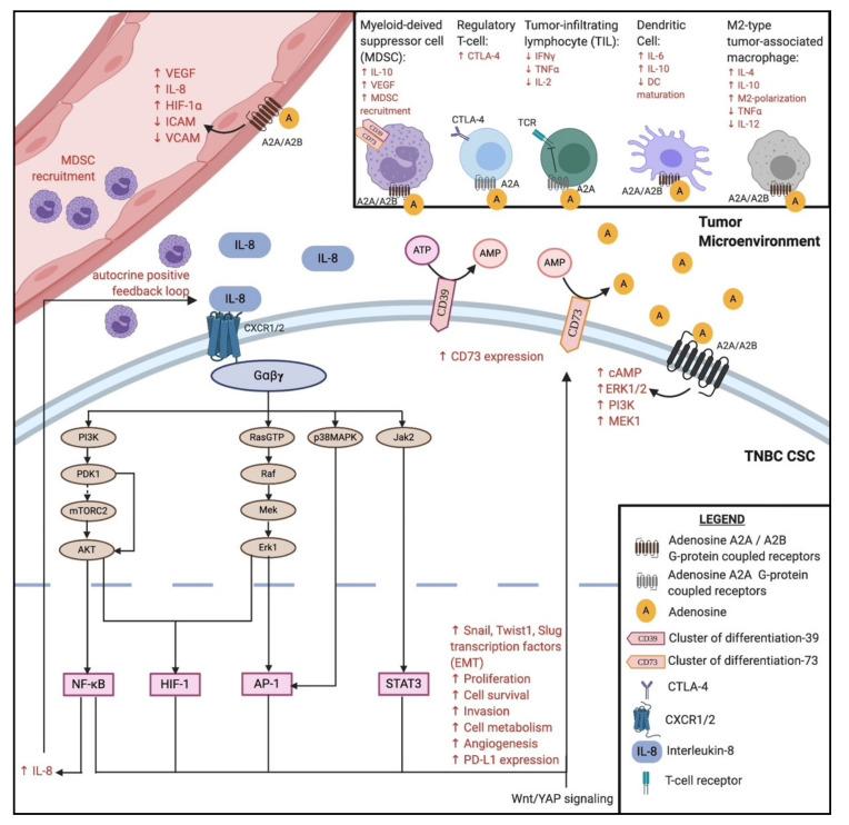 https://cdn.ncbi.nlm.nih.gov/pmc/blobs/4f1d/7761500/8de08e2d186f/cancers-12-03529-g002.jpg