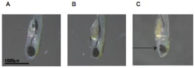 https://cdn.ncbi.nlm.nih.gov/pmc/blobs/4f2b/2868029/50e535155f89/pone.0010565.g005.jpg