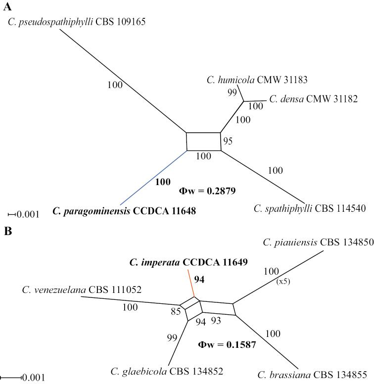https://cdn.ncbi.nlm.nih.gov/pmc/blobs/4f2b/9849068/c1e9471e5d15/mycokeys-91-169-g002.jpg