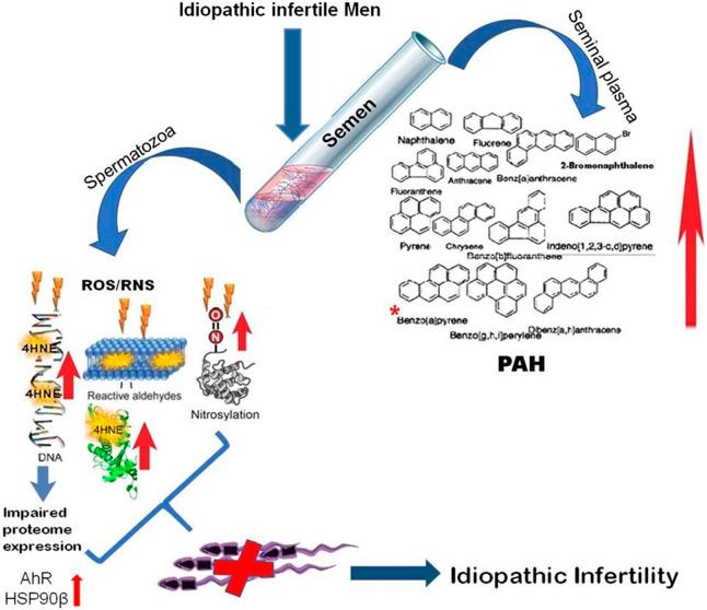https://cdn.ncbi.nlm.nih.gov/pmc/blobs/4f2d/10228828/4d4d5987e48c/fcell-11-1117155-g009.jpg