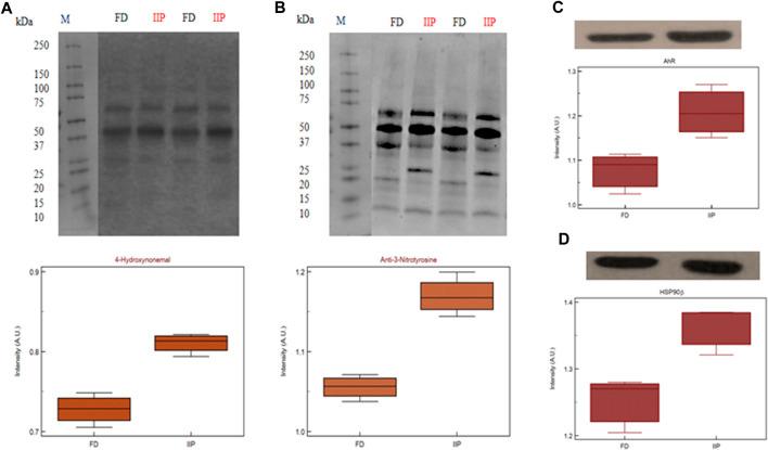 https://cdn.ncbi.nlm.nih.gov/pmc/blobs/4f2d/10228828/b270d66293e1/fcell-11-1117155-g008.jpg