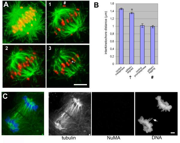https://cdn.ncbi.nlm.nih.gov/pmc/blobs/4f2d/2686716/be3615367124/1756-0500-2-64-5.jpg