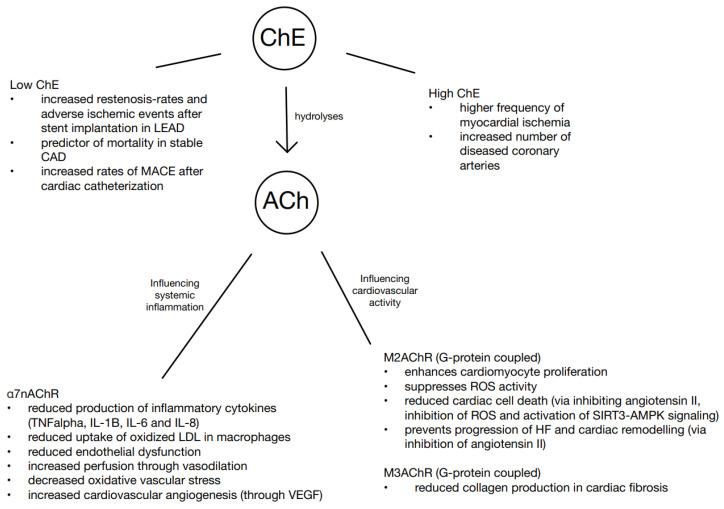 https://cdn.ncbi.nlm.nih.gov/pmc/blobs/4f2f/12024777/32bea2d4f5e0/biomedicines-13-00823-g001.jpg