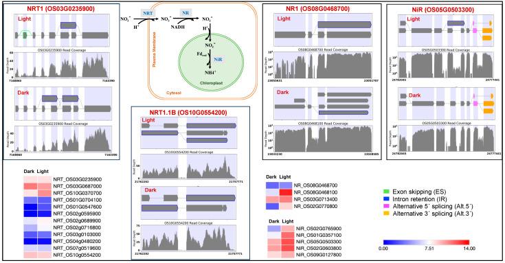 https://cdn.ncbi.nlm.nih.gov/pmc/blobs/4f31/11353317/6998ab247733/genes-15-01072-g006.jpg