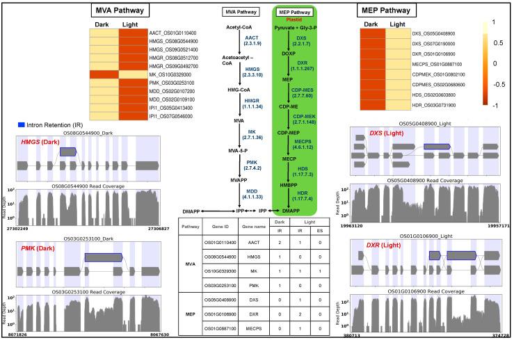 https://cdn.ncbi.nlm.nih.gov/pmc/blobs/4f31/11353317/ab0820d69727/genes-15-01072-g003.jpg