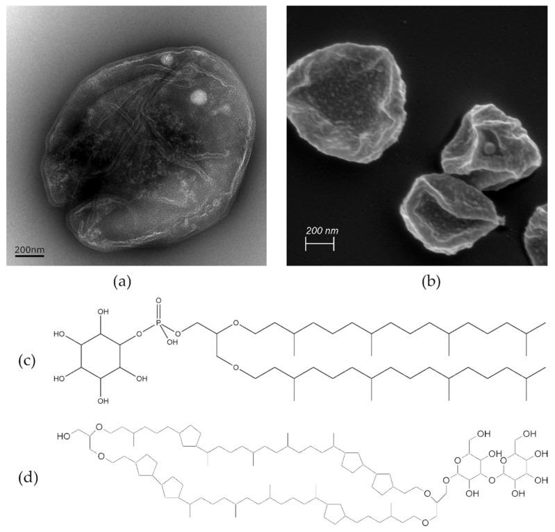 https://cdn.ncbi.nlm.nih.gov/pmc/blobs/4f33/11206520/07302df3b521/pharmaceutics-16-00694-g001.jpg