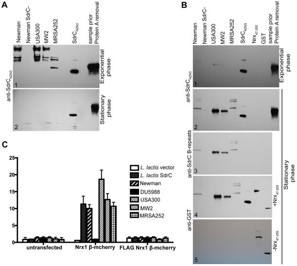 https://cdn.ncbi.nlm.nih.gov/pmc/blobs/4f38/2800189/983601aded17/ppat.1000726.g005.jpg