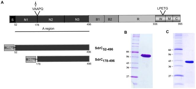 https://cdn.ncbi.nlm.nih.gov/pmc/blobs/4f38/2800189/fb439cffe036/ppat.1000726.g001.jpg