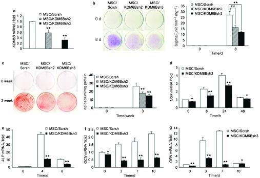 https://cdn.ncbi.nlm.nih.gov/pmc/blobs/4f39/3967319/8813c3541af7/ijos201377f1.jpg