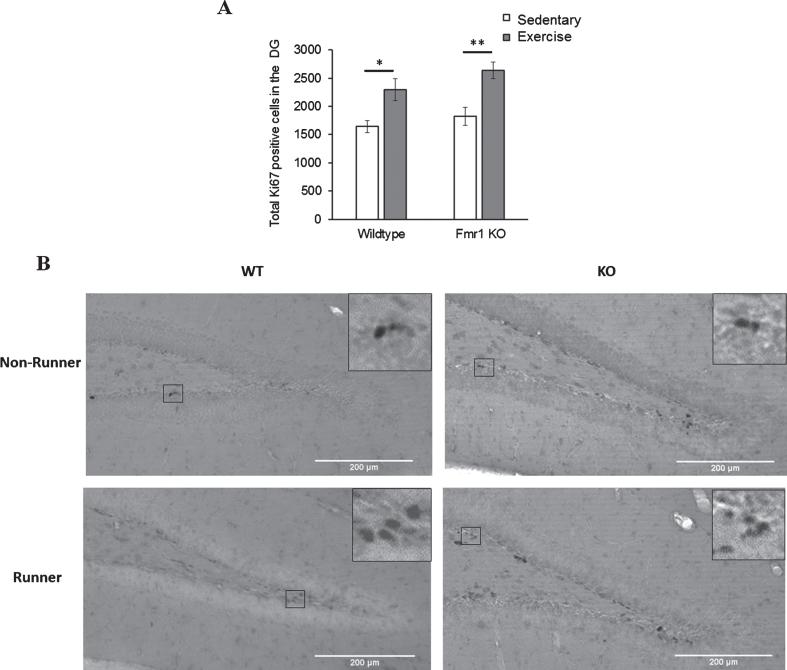 https://cdn.ncbi.nlm.nih.gov/pmc/blobs/4f3b/6311353/c5325a967fc1/bpl-4-bpl170052-g004.jpg