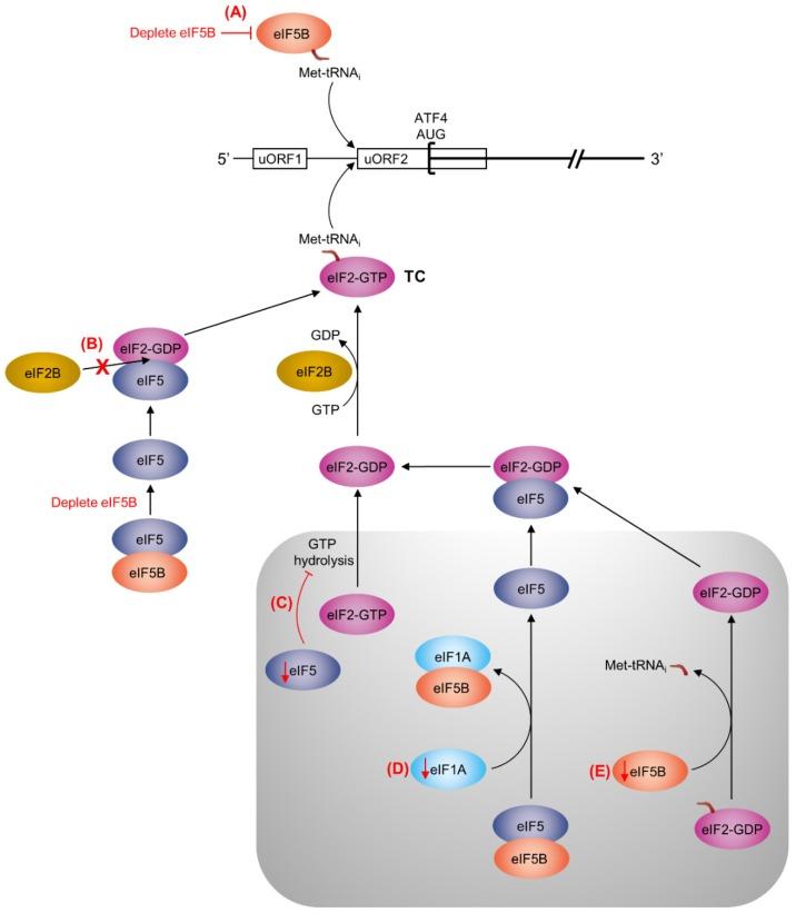 https://cdn.ncbi.nlm.nih.gov/pmc/blobs/4f3c/6321046/75e5b6d1c3ee/ijms-19-04032-g005.jpg