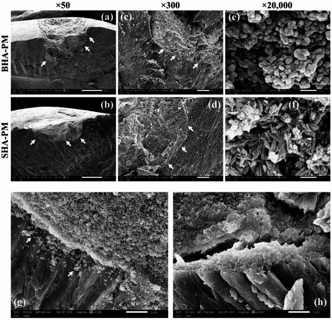 https://cdn.ncbi.nlm.nih.gov/pmc/blobs/4f3e/12181249/88a7fa3fb4c4/41598_2025_6434_Fig9_HTML.jpg