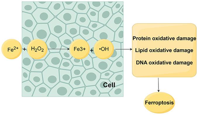 https://cdn.ncbi.nlm.nih.gov/pmc/blobs/4f3f/11465226/ed17f05ac915/ol-28-06-14697-g02.jpg