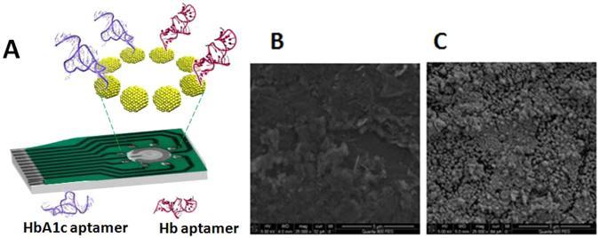 https://cdn.ncbi.nlm.nih.gov/pmc/blobs/4f40/5430690/730cedafad2b/41598_2017_1226_Fig3_HTML.jpg