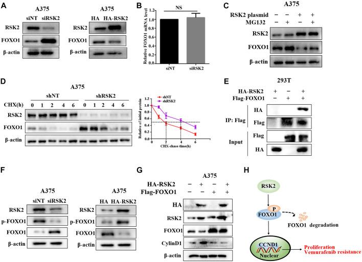 https://cdn.ncbi.nlm.nih.gov/pmc/blobs/4f42/9541206/1642714531e4/fphar-13-950571-g006.jpg