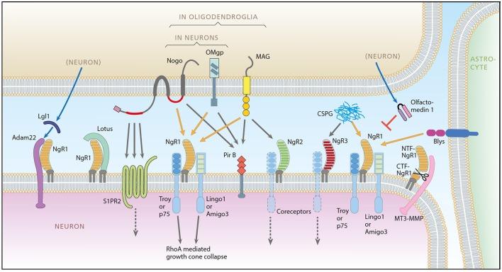 https://cdn.ncbi.nlm.nih.gov/pmc/blobs/4f45/5827527/29abe536ad74/fnmol-11-00042-g0001.jpg