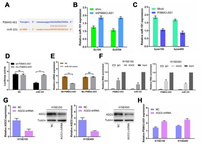 https://cdn.ncbi.nlm.nih.gov/pmc/blobs/4f48/7053621/4d23ca9a1bef/aging-12-102716-g004.jpg