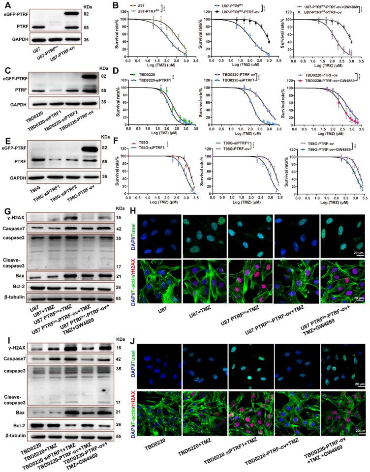 https://cdn.ncbi.nlm.nih.gov/pmc/blobs/4f4a/9169358/4effa773eacd/thnov12p4330g002.jpg