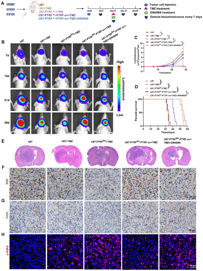 https://cdn.ncbi.nlm.nih.gov/pmc/blobs/4f4a/9169358/ac237ef8718b/thnov12p4330g004.jpg