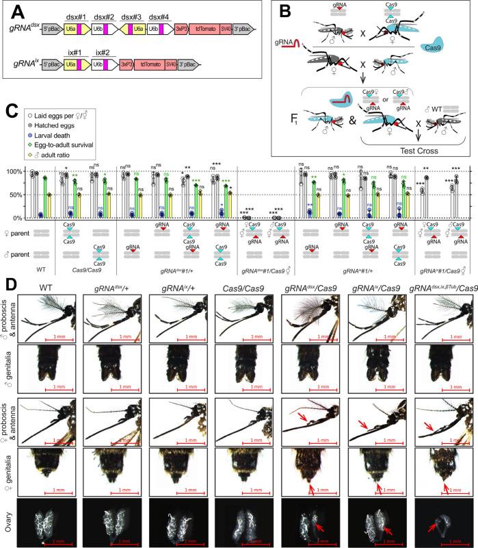 https://cdn.ncbi.nlm.nih.gov/pmc/blobs/4f4b/10945564/d827dbd50de0/elife-90199-fig1.jpg