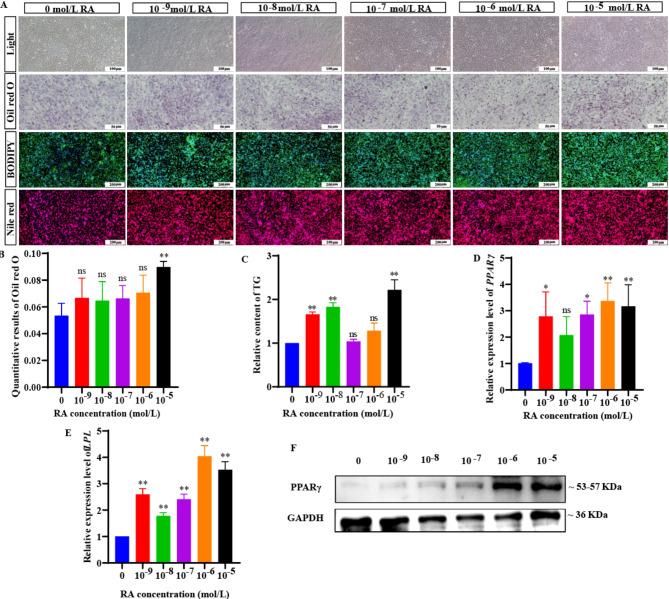 https://cdn.ncbi.nlm.nih.gov/pmc/blobs/4f50/12020305/b6f97b265571/12864_2025_11544_Fig3_HTML.jpg