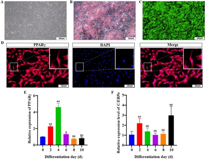 https://cdn.ncbi.nlm.nih.gov/pmc/blobs/4f50/12020305/bc04452c76ba/12864_2025_11544_Fig1_HTML.jpg