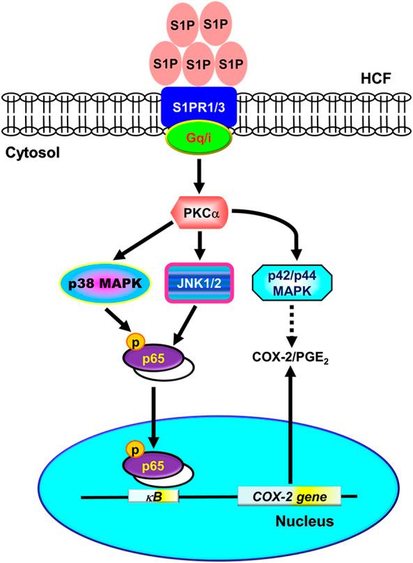 https://cdn.ncbi.nlm.nih.gov/pmc/blobs/4f52/7662885/45569247029a/fphar-11-569802-g010.jpg