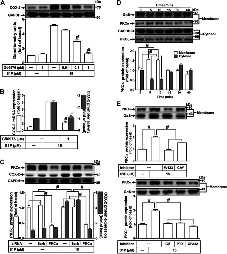 https://cdn.ncbi.nlm.nih.gov/pmc/blobs/4f52/7662885/da420acaf1b0/fphar-11-569802-g004.jpg