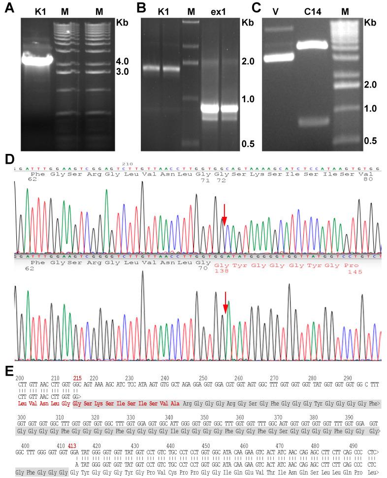 https://cdn.ncbi.nlm.nih.gov/pmc/blobs/4f52/8269197/40eb441331c6/ijms-22-06901-g006.jpg