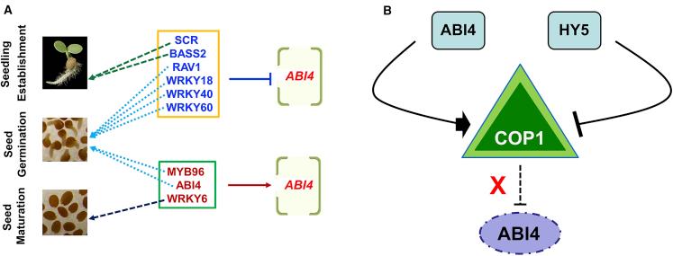 https://cdn.ncbi.nlm.nih.gov/pmc/blobs/4f53/7748004/ca52aa975fc4/gr2.jpg