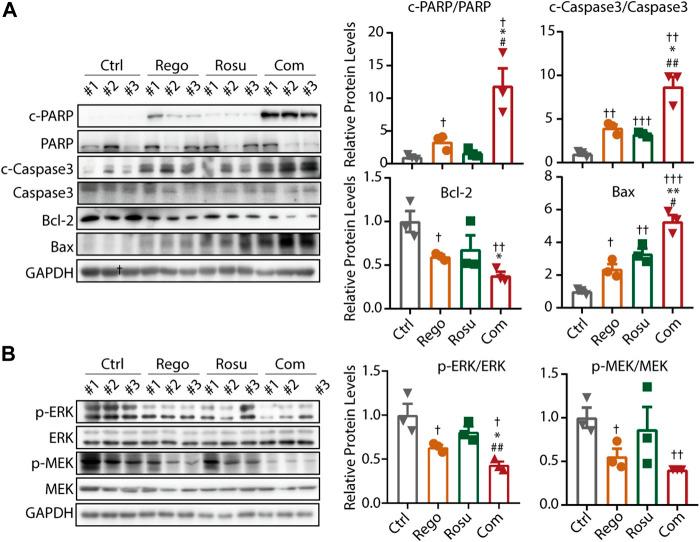 https://cdn.ncbi.nlm.nih.gov/pmc/blobs/4f56/10149949/4ffd980aeca8/fphar-14-1136114-g005.jpg