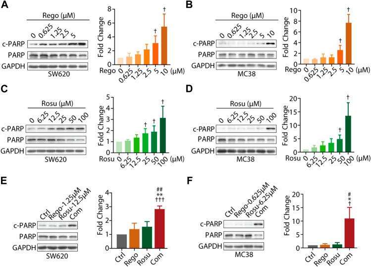https://cdn.ncbi.nlm.nih.gov/pmc/blobs/4f56/10149949/efaf04d7b27a/fphar-14-1136114-g002.jpg