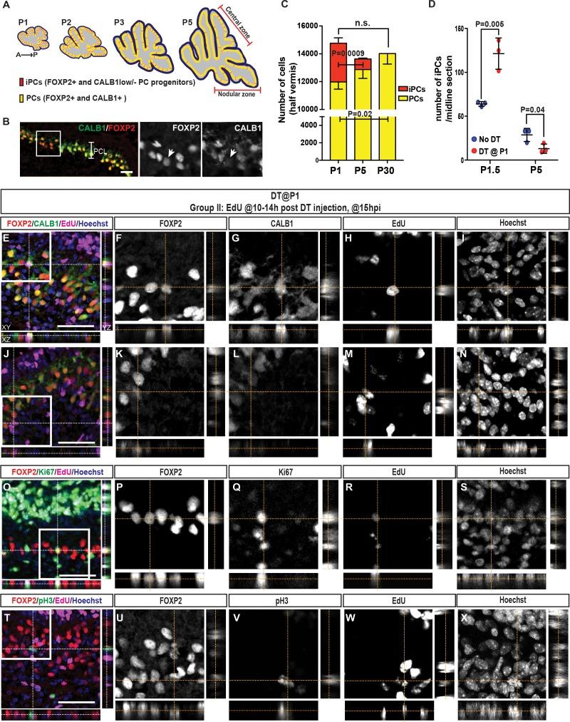 https://cdn.ncbi.nlm.nih.gov/pmc/blobs/4f56/6115187/1cb5dec34010/elife-39879-fig3.jpg