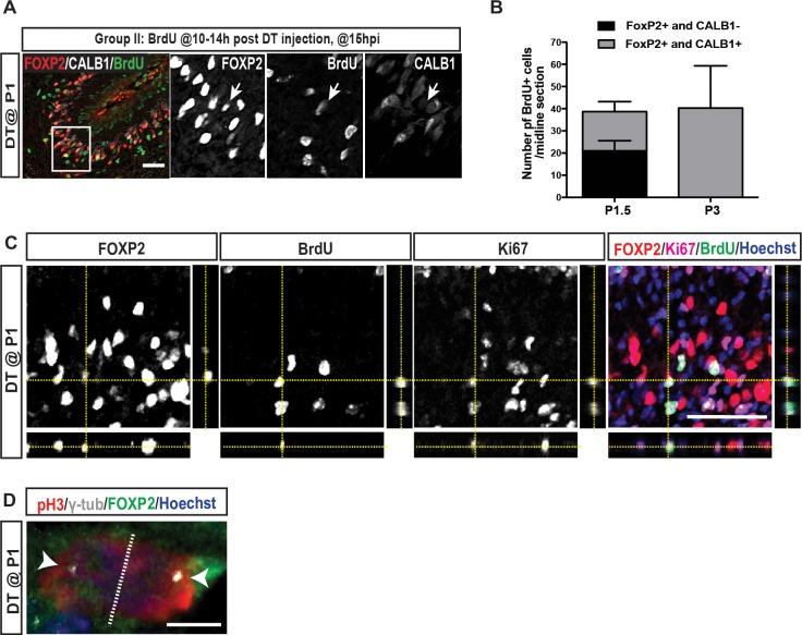 https://cdn.ncbi.nlm.nih.gov/pmc/blobs/4f56/6115187/83c0a88e4437/elife-39879-fig3-figsupp6.jpg