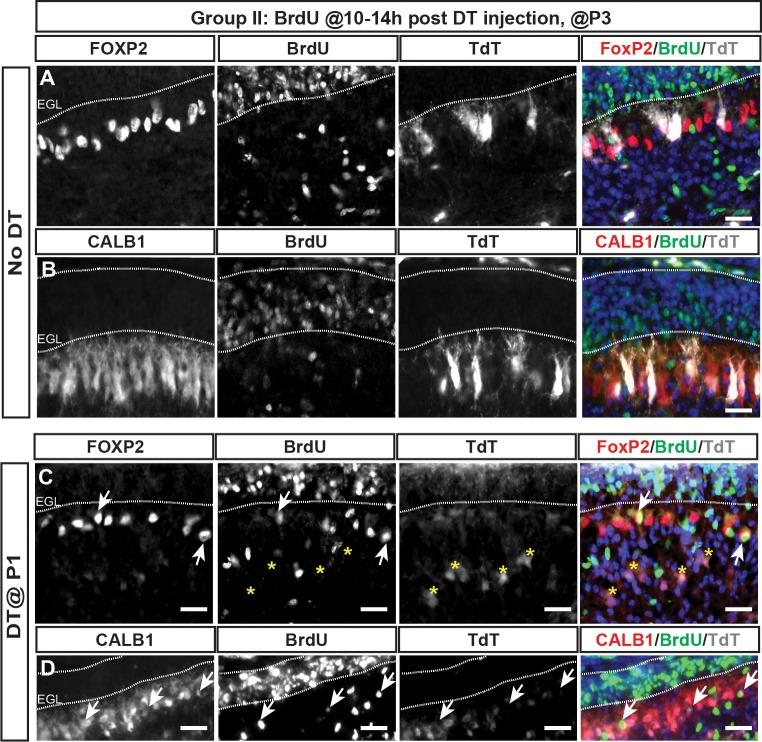 https://cdn.ncbi.nlm.nih.gov/pmc/blobs/4f56/6115187/898621c5ebe7/elife-39879-fig2-figsupp1.jpg