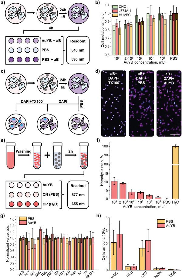 https://cdn.ncbi.nlm.nih.gov/pmc/blobs/4f57/11657075/01e53978227a/SMLL-20-2404904-g003.jpg