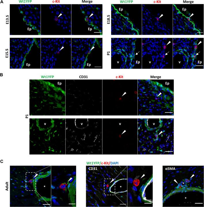 https://cdn.ncbi.nlm.nih.gov/pmc/blobs/4f58/9189417/1aa935714802/fcell-10-864765-g002.jpg