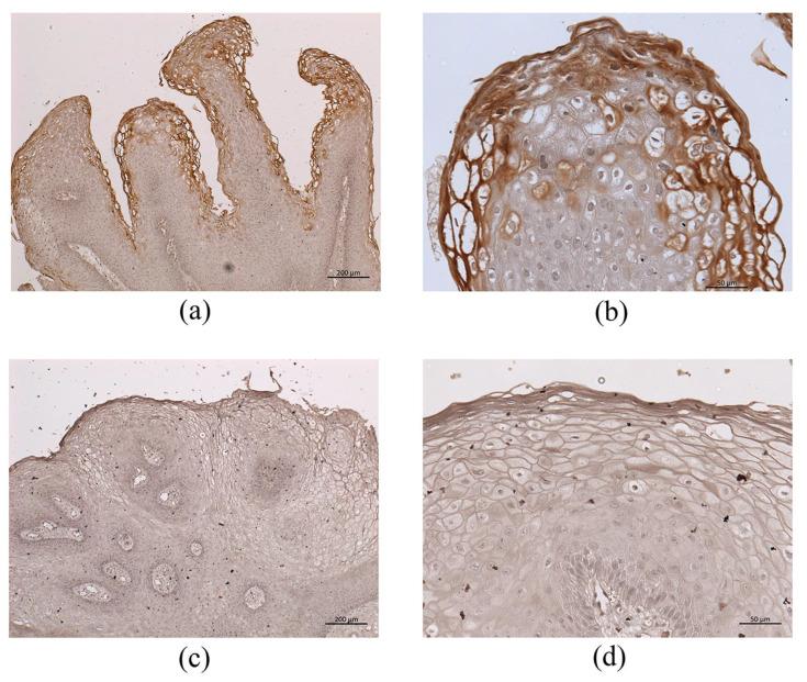 https://cdn.ncbi.nlm.nih.gov/pmc/blobs/4f59/7998961/02838b937e16/microorganisms-09-00520-g007.jpg