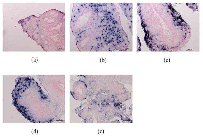 https://cdn.ncbi.nlm.nih.gov/pmc/blobs/4f59/7998961/1d7d99e3dbaa/microorganisms-09-00520-g005.jpg