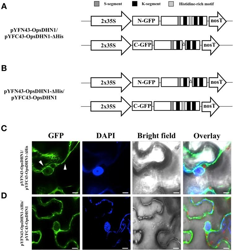 https://cdn.ncbi.nlm.nih.gov/pmc/blobs/4f5a/4561349/f31ab9a25b09/fpls-06-00702-g0004.jpg
