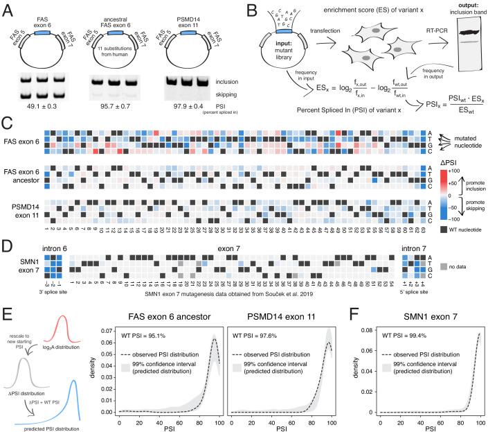 https://cdn.ncbi.nlm.nih.gov/pmc/blobs/4f5b/7673789/9a0abc5770bc/elife-59959-fig2.jpg