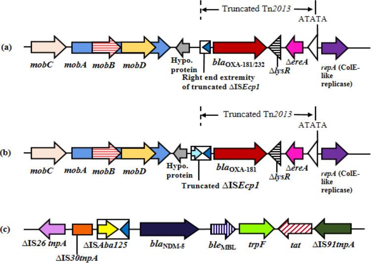 https://cdn.ncbi.nlm.nih.gov/pmc/blobs/4f62/7845606/e16905b07230/mSphere.01156-20-f002.jpg