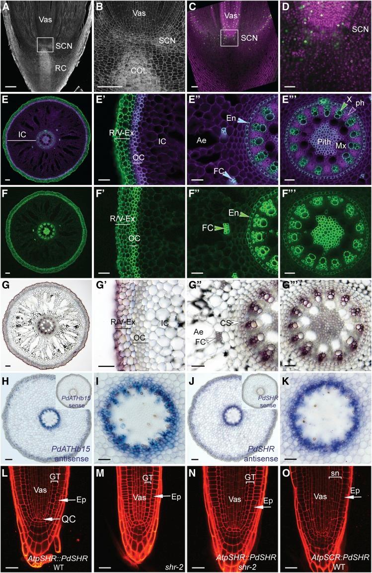 https://cdn.ncbi.nlm.nih.gov/pmc/blobs/4f65/6713301/2a16c54c226c/TPC_201900008R2_f7.jpg